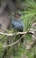 Stellers Jay, Stellers Gaai, Cyanocitta stelleri