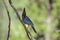 Stellers Jay, Stellers Gaai, Cyanocitta stelleri