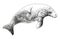 Stellers sea cow extinct animal sketch