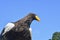 Stellers sea eagle against the background of blue sky. Haliaeetus pelagicus - is a large diurnal bird of prey in the