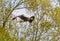 Stellers Sea Eagle bird of prey