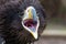Stellers Sea Eagle gape