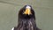 Stellers sea eagle head