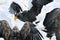 Stellers Sea-eagle and White-tailed Eagle, Steller-zeearend en Z
