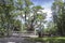 Stelmuze oak landscape in summer season