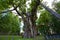 The Stelmuze oak in Lithuania.