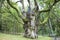 Stelmuze Oak - The Oldest Tree in Lithuania