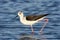 Steltkluut, Black-winged Stilt, Himantopus himantopus