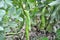 On the stem of the bean  Vicia faba ripen pods