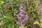 Stem of blooming salvia on a blurred background