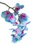 Stem of blue orchids