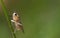 Stem boring fly on a leaf