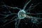 stem cell-derived neuron in a live brain, forming connections with neighboring neurons