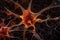 stem cell-derived neuron in a live brain, forming connections with neighboring neurons
