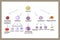 Stem cell. The development of red blood cells, leukocytes, macrophages, lymphocytes and platelets. Infographics.