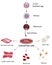 Stem cells