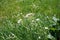 Stem, Cerastium fontanum - a perennial herbaceous plant from the clove family. Germany