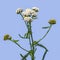 Stem of the common yarrow with white flowers and green leaves close-up, isolated on blue. Medicinal feed Achillea millefolium