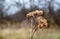 Stem dried high grass in autumn