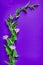 A stem of field bindweed with three delicate flowers on violet background