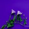 A stem of field bindweed with two delicate flowers on violet background