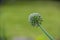 Stem on flower full of seed capsules on blurred background