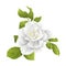 Stem flower white rose and leaves vintage on a white background vector illustration editable