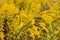 Stem of flowering Canadian goldenrod against of the same plants