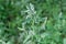 Stem of flowering wild white goosefoot on a blurred background