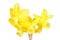 Stem and four flowers of a yellow daffodil flower isolated