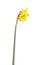 Stem and four flowers of a yellow daffodil flower isolated