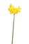 Stem and four flowers of a yellow daffodil flower isolated