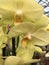 A stem full of golden orchids