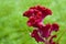 Stem of fuzzy wavy Celosia