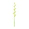 Stem of green grass vector Illustration