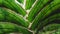 Stem of hard-leaved sansevieria in detail.