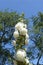 Stem of hollyhock with double white flowers against blue sky