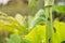 Stem and leaves of dangerous toxic plant Heracleum, close up. Also known as Giant Hogweed or Cow Parsnip