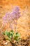 Stem of Limonium vulgare Mill with flowers on nature background