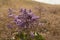 Stem of Limonium vulgare Mill with flowers on nature background