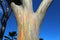 Stem of Mindanao Gum tree