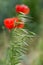 A stem of an Oat plant with a Red Poppy in the background