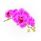 Stem orchids flowers purple Phalaenopsis tropical plant vintage vector botanical illustration for design editable
