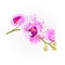 Stem orchids flowers purple and white Phalaenopsis tropical plant vintage vector botanical illustration for design