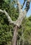 Stem of partially stripped cork oak