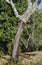 Stem of partially stripped cork oak