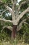 Stem of partially stripped cork oak