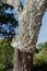 Stem of partially stripped cork oak