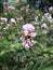 a stem of pink Crape Myrtle