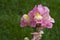 Stem of pink snapdragons